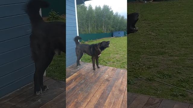 волкособ охраняет территорию смотреть онлайн