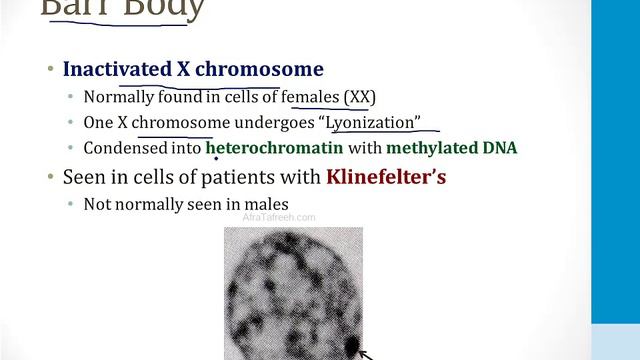 Genetics - 2. Genetic Disorders - 6.Turner And Klinefelter Syndromes Atf