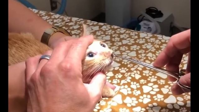 Шок видео милый котенок гигантский червь из носа смотреть онлайн
