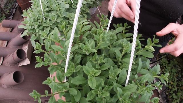 СЕКРЕТНАЯ ФИНАЛЬНАЯ ПРИЩИПКА АМПЕЛЬНОЙ ПЕТУНИИ смотреть онлайн