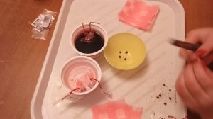 Бугенвиллия из семян. Китайские семена с Aliexspress. Эксперимент.