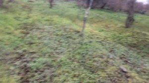 ОХОТА НА ФАЗАНА С ПНЕВМАТИКОЙ. ФАЗАН НА 3:50 минуте!