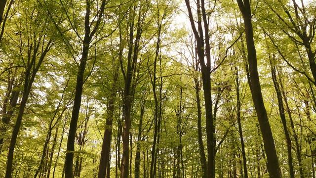 DESPERTE PARA A NATUREZA INDESTRUTÍVEL DA MENTE COM ESSA MEDITAÇÃO DE 6 MINUTOS! смотреть онлайн