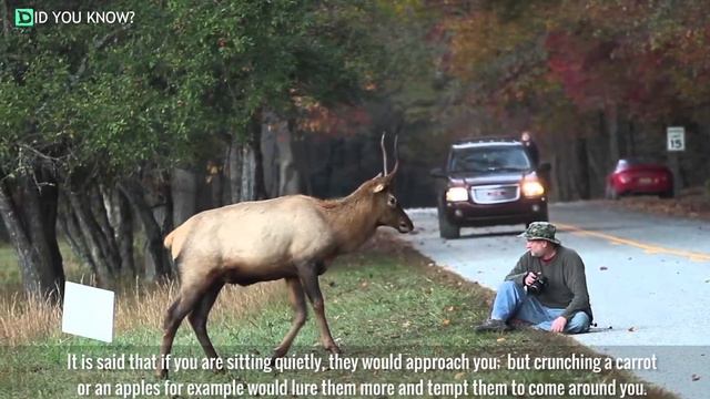 Man Sits Alone In Forest, Suddenly Finds Himself Surrounded By Unexpected Visitors смотреть онлайн