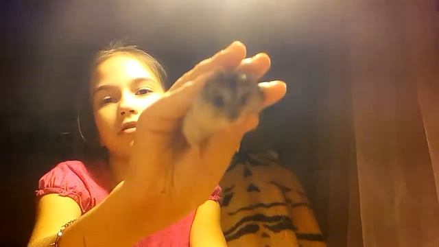 Пошла в школу/Карантин/хомячка родила! смотреть онлайн