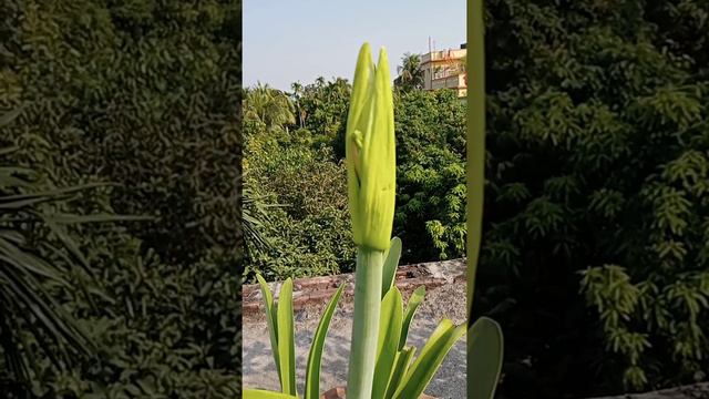 Red amaryllis lily time lapse смотреть онлайн