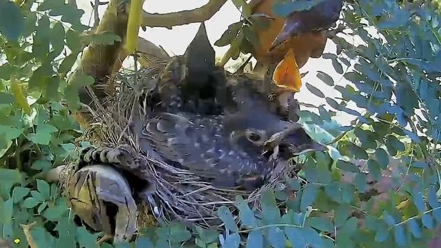 2021 June 19: Mama robin and her 13-day old chicks смотреть онлайн