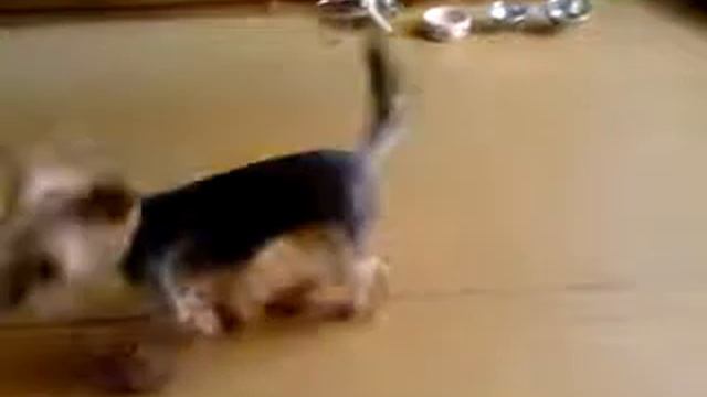 Игрища наши)