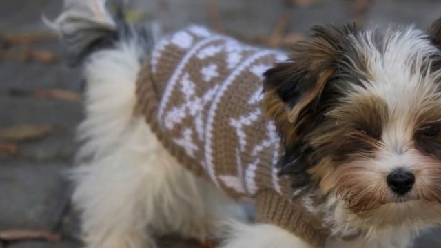 САМЫЕ ДОРОГИЕ ПОРОДЫ СОБАК В МИРЕ смотреть онлайн