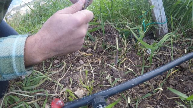 It-tilqim 'whip and tongue' смотреть онлайн