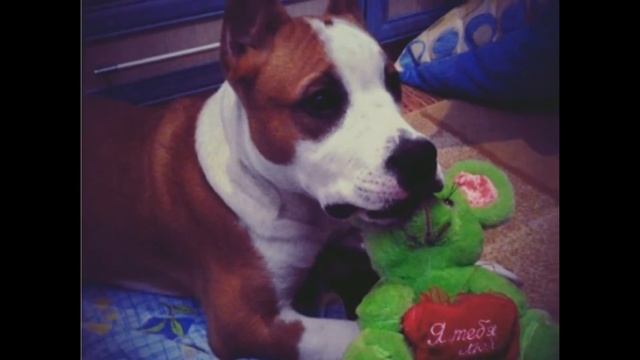 Ам Стафф Лучшая порода смотреть онлайн