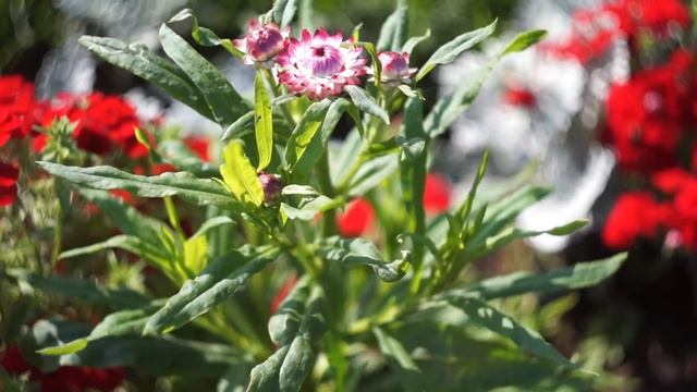 Sony Alpha a3500 Гелиос 44-2 Flowers смотреть онлайн