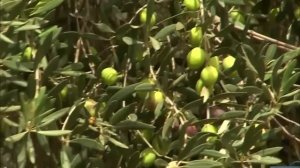 Поёт Эмиль Горовец