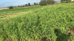 Участок бизнес на малине на 10 сотках проверка участка после урагана  #МАРАВИЛЛА  #МАПЕМА #ПОЛЬКА