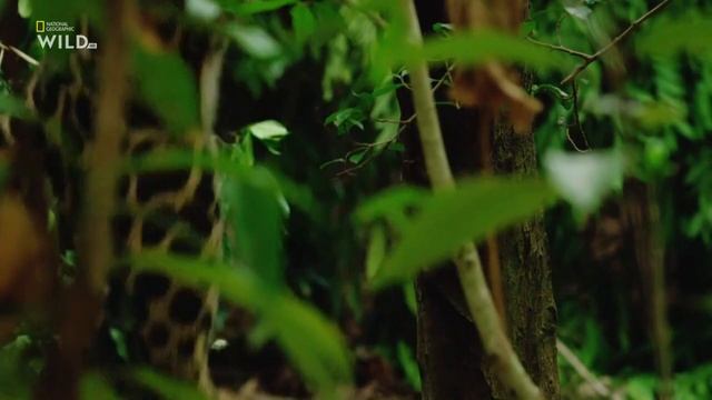 Дикие кошки Таиланда. смотреть онлайн