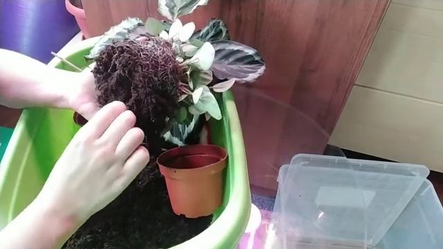 Мои новинки растения. Калатея Марион/Кримсон, Пеперомия Пиккало банда. Пересадка адаптация. смотреть онлайн