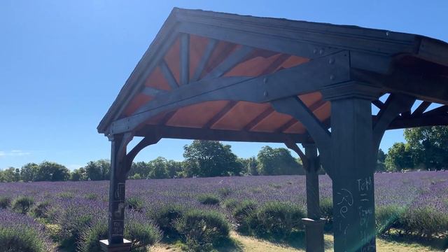 LAVENDER FIELD NEAR LONDON | Lavender Farm | Lavender Field | English Lavender смотреть онлайн