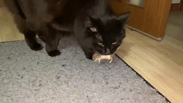 Кошка ловит мышь. смотреть онлайн