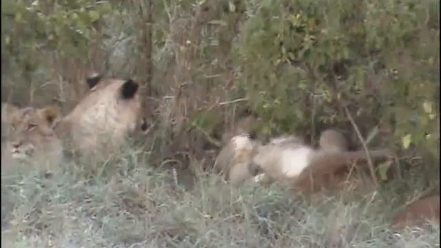 КЕНИЯ. Львы. Kenya. Lions смотреть онлайн