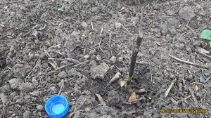 Как Вырастить Розу Из Черенка. Результаты!