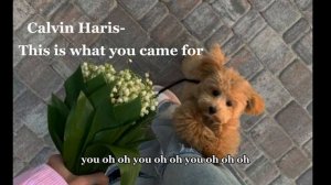 Песни Для Травниц, Ведьмочек♡ + Текст. Перезалив. Оцените, старалась?????