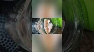 Консерва из карася в масле без автоклава