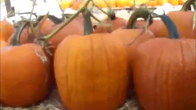 Halloween! Pumpkins, Pumpkins Everywhere at the Live Oak Canyon Farm, in Redlands, CA!! смотреть онлайн