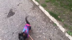 VLOG:ВОСПИТАНИЕ,СОЦИАЛИЗАЦИЯ ЩЕНКА ЙОРКА. ВСТРЕЧА С СОБАКАМИ НА ПРОГУЛКЕ.ЙОРКШИРСКИЙ ТЕРЬЕР ЗЕФИР