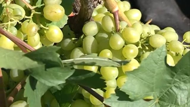 Полив винограда в трубу смотреть онлайн