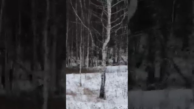 Мужики отбивают косулю от волка. смотреть онлайн