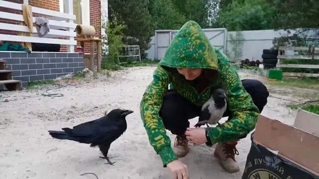 Как кушает ворон смотреть онлайн