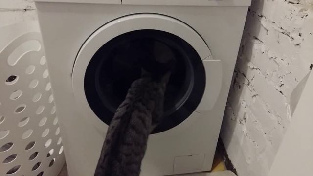 Cat and washing machine. Кот и стиральная машина. смотреть онлайн