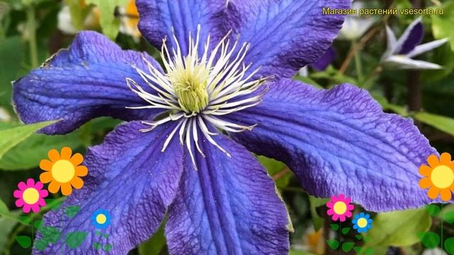 Клематис гибридный Рапсоди. Краткий обзор, описание характеристик clematis Rhapsody смотреть онлайн