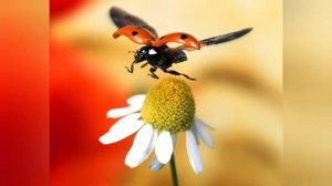 Божьи коровки, познавательная беседа с детьми / Интересные факты о божьих коровках