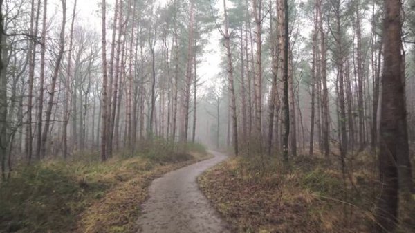 Elektronomia - Sky High NCS Release