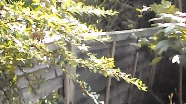 fujifilm s3380 nature video test 720p смотреть онлайн