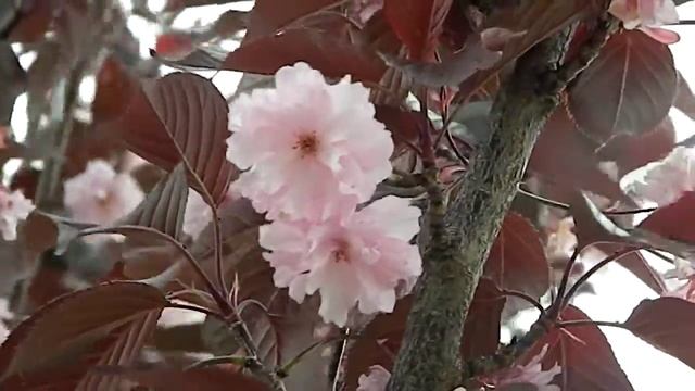 Prunus serrulata Royal Burgundy смотреть онлайн