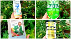 ЖЕЛТЕЮТ листья От чего ТОМАТЫ замерли и чем помочь.Макушки закрутились ПОДКОРМКИ