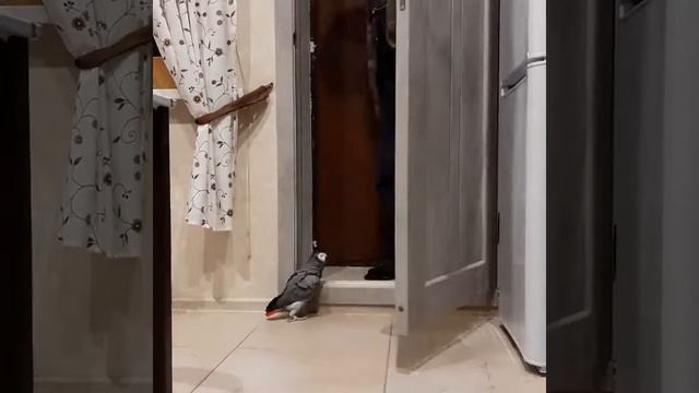 Весельчак Жако издает кошачье мяуканье смотреть онлайн