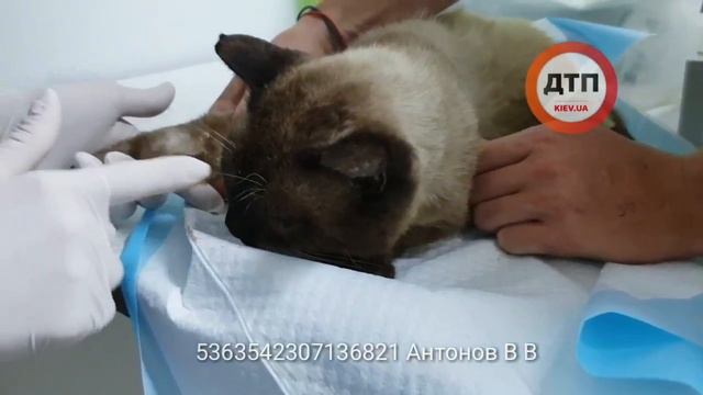Лечим Сима, кот, сбитый автомобилем в Бортничах, доставлен в клинику Рк, проводим реанимационные ме смотреть онлайн