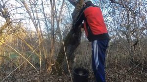 ВЕШЕНКА ОБЫКНОВЕННАЯ. Где собирать. Как растет.