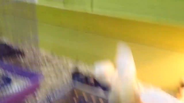 Няшность зашкаливает:)))||милые животные||гуляла в торговом центре смотреть онлайн