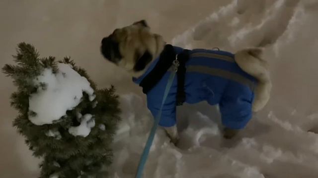 СЕБЕК МОПС В ПОИСКАХ ПОКАКАТЬ НА СНЕГУ, СОБАКА SEBEK ПОДПИШИСЬ ПЖ) #pug #pugs #мопс смотреть онлайн
