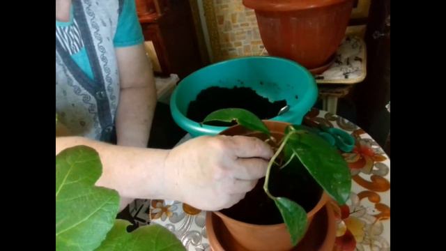 реанимируем Хойю смотреть онлайн