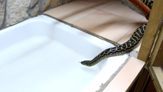 Парагвайская анаконда. Мини убийца! смотреть онлайн