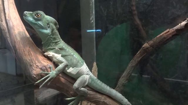 ✅Basiliscus Plumifrons?Василиск шлемоносный