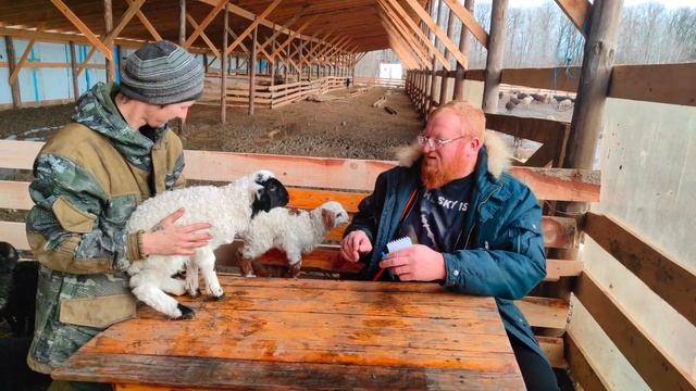Начался весенний окот смотреть онлайн