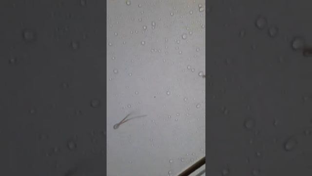 шатёр-палатка ПУЛЬСАР КОСМО В ЛИВЕНЬ!,ТОЛЬКО ПОЛОЖИТЕЛЬНЫЕ ВПЕЧАТЛЕНИЯ! смотреть онлайн