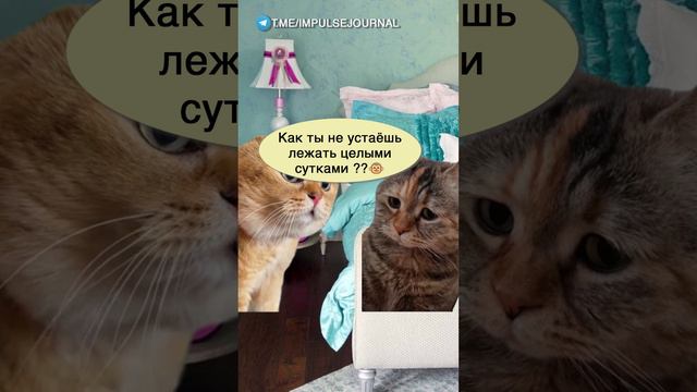 Люблю полежать #мыкотики #разговор #анекдот #шутки #котики #юмор #смешное #прикольно #мемы #cat смотреть онлайн