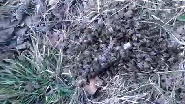 Голод не тётка,слетели долгоживущие пчёлы. смотреть онлайн